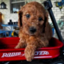 Yellow Collar Male - Chocolate male Goldendoodle puppy in Eunice, Louisiana from Maison De Pawz