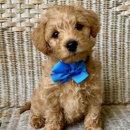 Schnoodle Puppies from Growing Puppies