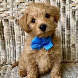 Schnoodle Puppies from Growing Puppies