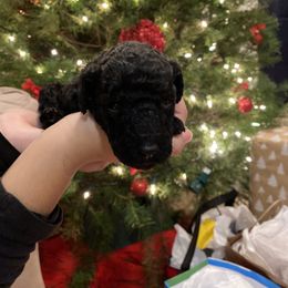 Bali - Black Goldendoodle puppy in Los Angeles, California from Beach City Doodles