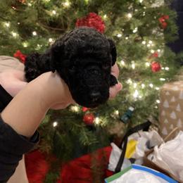 Bali - Black Goldendoodle puppy in Los Angeles, California from Beach City Doodles
