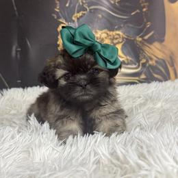 Girl 1 - Sable female Shih Tzu puppy in Seguin, Texas from Dolled Up Shih Tzus