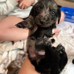 Bandit Jr. - Dapple male Dachshund puppy in Harold, Kentucky from Taylors Tiny Tails