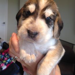 Otterhound Puppies from Blue Fairy Otterhounds