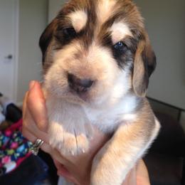 Otterhound Puppies from Blue Fairy Otterhounds