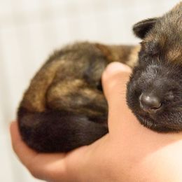 German Shepherd Puppies from Platz German Shepherds
