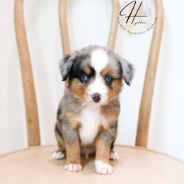 Miniature American Shepherd, Miniature Australian Shepherd, and Toy Australian Shepherd Puppies from Hydden Aussies