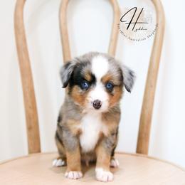 Miniature American Shepherd, Miniature Australian Shepherd, and Toy Australian Shepherd Puppies from Hydden Aussies
