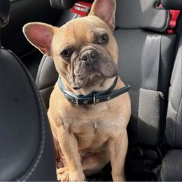 Koda - French Bulldog