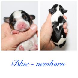 Blue - Tri-color male Cavalier King Charles Spaniel puppy in Flagstaff, Arizona from Cadelia Cavalier King Charles Spaniels