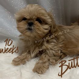 Butterscotch - Cream and white male Shih Tzu puppy in Hayden, Idaho from Phoenix Shih Tzu