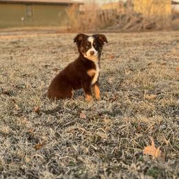 Denali - male Australian Mountain Doodle puppy in Inola, Oklahoma from Blue Stem Companions