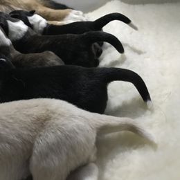 Cardigan Welsh Corgi Puppies from Grandiose Cardigan Welsh Corgis
