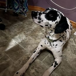Dalmatian Puppies from Hallmark Dalmatians;