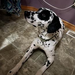 Dalmatian Puppies from Hallmark Dalmatians;