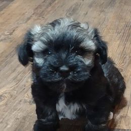 Havanese from Havanese Home Raised of Pensacola, FL