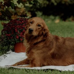 Golden Retrievers and Miniature Australian Shepherds from Blue Mountain Puppies