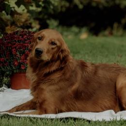 Golden Retrievers and Miniature Australian Shepherds from Blue Mountain Puppies
