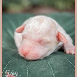 Sugar - Red and white female Cockapoo puppy in Connersville, Indiana from Deaz Doodle Ranch