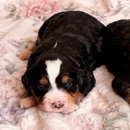 Tips - Tri-color female Bernedoodle puppy in Royse City, Texas from Platinum Bernedoodles of Texas
