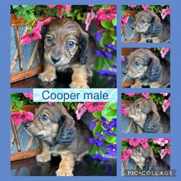 Cooper - Red male Dachshund puppy in Elko, Nevada from Willow Creek Dachshunds, Collies and pembroke welsh Corgis