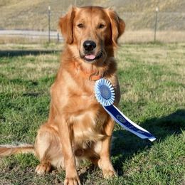 Golden Retriever All Grown Up from Jesse Hinckley's Golden Retrievers