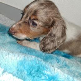 Oreo - Dapple male Dachshund puppy in Magnolia, Texas from Carrie’s Countryside Dachshunds