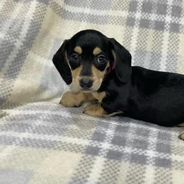 Sarah     REDUCED - Black and cream female Dachshund puppy in Bullard, Texas from Mimidachs of Texas