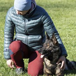 German Shepherds from Alta Concordia German Shepherds