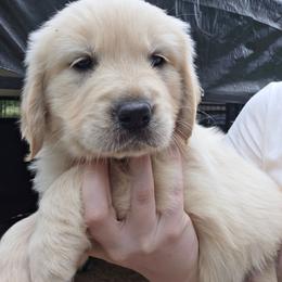 Boy 6 - Light golden male Golden Retriever puppy in Lawtey, Florida from Rise and Shine Goldens
