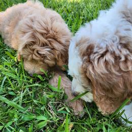 Goldendoodle Puppies from Costa's Curly Canines