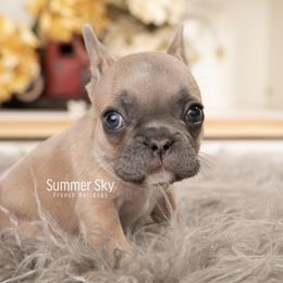 Blue Fawn Male - French Bulldog puppy in Vancouver, Washington from Summer Sky French Bulldogs
