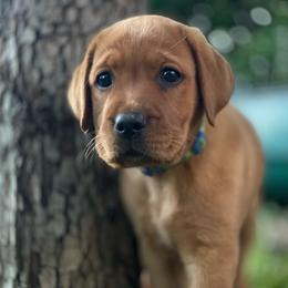 Jack Russell Terrier and Labrador Retriever Puppies from Canine Assist