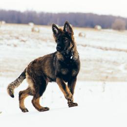 German Shepherd Puppies from Journey's German Shepherds (Kennel Vom Himmel)