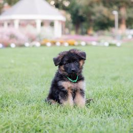 Girl 4 - female German Shepherd puppy in Loveland, Colorado from Coal Creek Shepherds