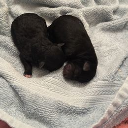 Willow - Black Poodle puppy in Wilson, North Carolina from Parti-Pawz