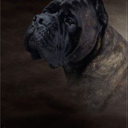 Apollo  - Cane Corso