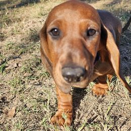 Purple Girl - Red female Dachshund puppy in Boyd, Texas from Rachel's Dachshunds