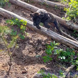 Boerboel All Grown Up from Romboel farm dogs
