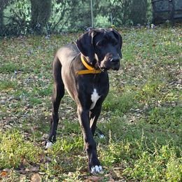 Celine, Because You Loved Me - Black and white Great Dane puppy in Brooksville, Florida from Follow My Lead Great Danes