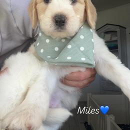 Miles - Cream male Assorted Doodle Crosses puppy in Port Saint Lucie, Florida from Sommerdoodle