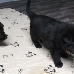 German Shepherd Puppies from Blanchard's Upstate Shepherds