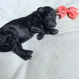 Patsy - Black female Goldendoodle puppy in Newark, New Jersey from Westmorelandislandpups