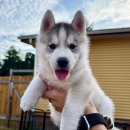 Hero - Gray and white male Siberian Husky puppy in Yelm, Washington from KPM Siberians
