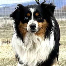 Willie - Toy Australian Shepherd
