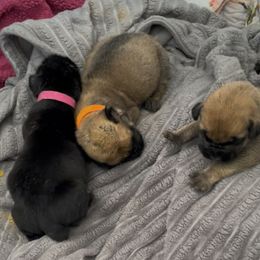 Boerboel Puppies from Sterling Built Boerboels