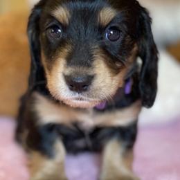 Petunia/purple collar - Black and cream Dachshund puppy in Great Bend, Pennsylvania from Dashing Doxies
