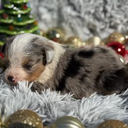 Blue - Blue merle male Toy Australian Shepherd puppy in Ambrose, Georgia from Brandilyn's Aussies
