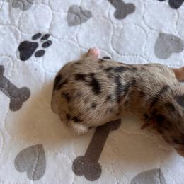 Tuna - Merle female Schnoodle puppy in Sonora, California from What’s Up Doods