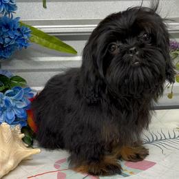 SB Duke - Black and tan male Shih Tzu puppy in Elgin, South Carolina from Silver Bells Paw Prints